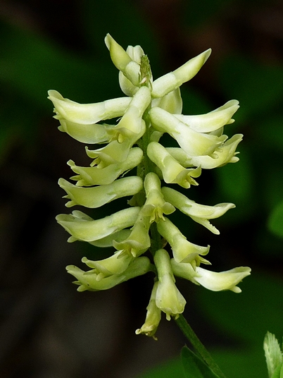 {Astragalus canadensis}